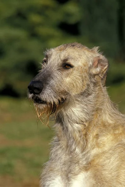 İrlandalı Kurt Köpeği, Dilsiz Yetişkin Portresi 