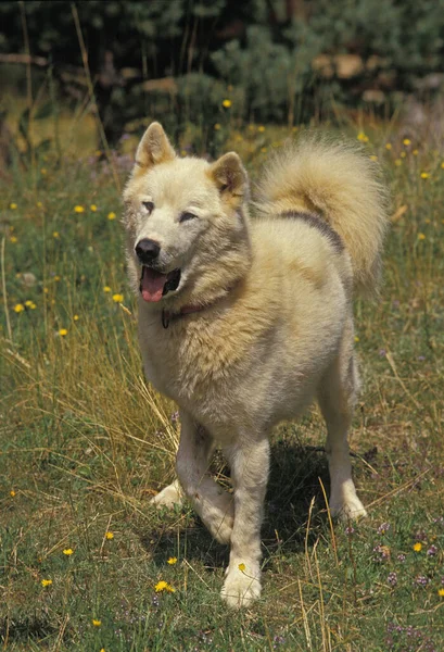 Γροιλανδία Σκύλος Στέκεται Στο Γρασίδι — Φωτογραφία Αρχείου