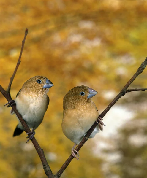 African Silverbill Lonchura Cantans Females Standing Branch — Stock Photo, Image