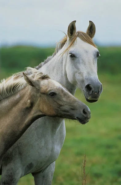 Americký Sedlo Kůň Mare Hříbě — Stock fotografie