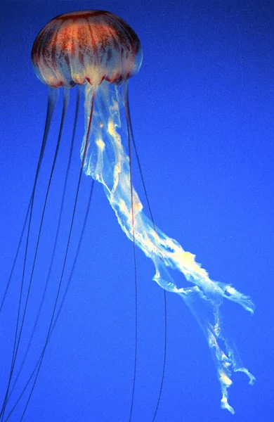 Medusas Pelaje Morado Pelagia Noctiluca — Foto de Stock