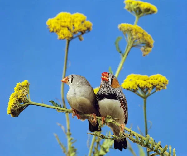 Zebrafink Taeniopygia Guttata Paar Auf Ast Stehend — Stockfoto