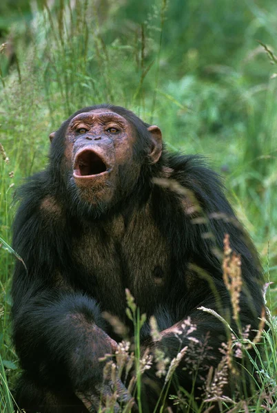 Chimpancé Pan Trogloditas Adultos Llamando — Foto de Stock