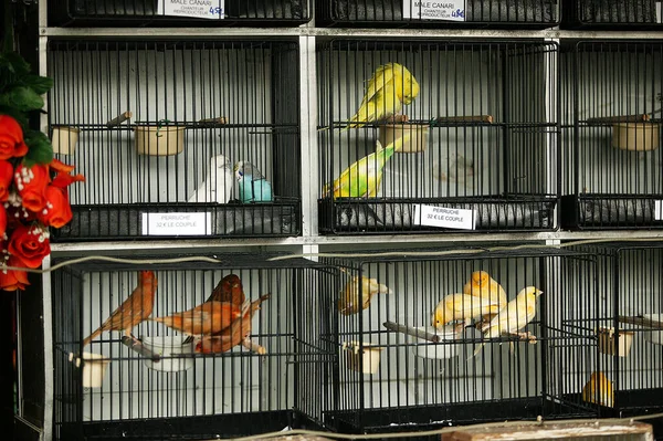 Pájaros Jaula Mercado Aves Ile Cite París — Foto de Stock