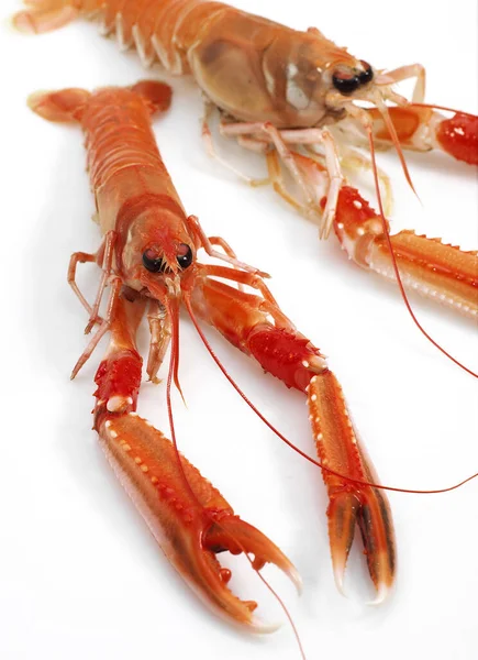 Dublin Bay Prawn Norway Lobster Scampi Nephrops Norvegicus Sullo Sfondo — Foto Stock