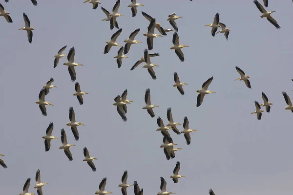 Great White Pelican Pelecanus Onocrotalus Grupp Flyg Koloni Vid Nakuru — Stockfoto