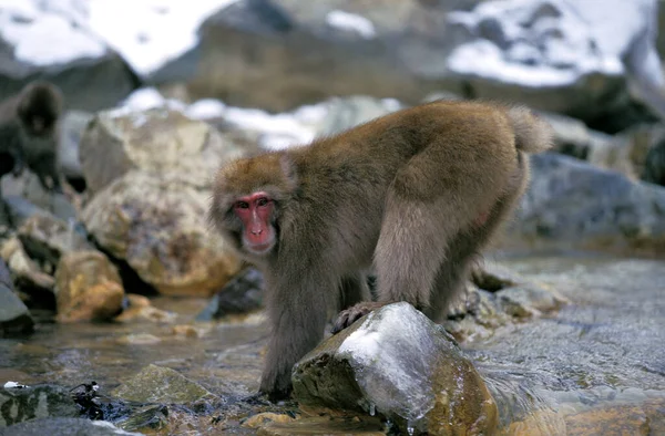 Japanse Macaque Macaca Fuscata Volwassen Oversteek Torrent Hokkaido Eiland Japan — Stockfoto