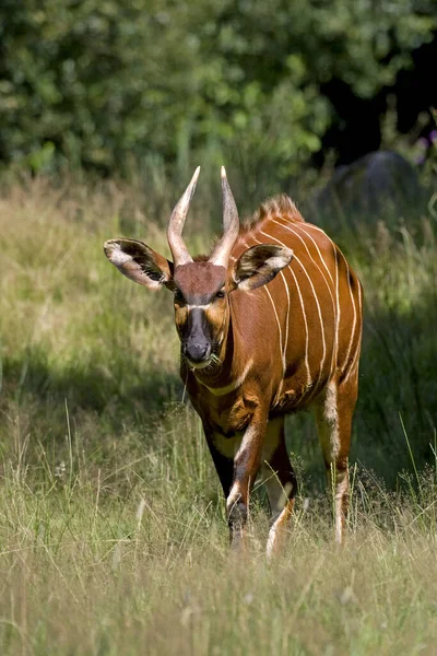 Bongo Taurotragus Euryceros Male — 图库照片