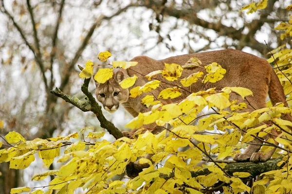 Cougar Puma Concolor Adult Standing Tree — Stock Photo, Image