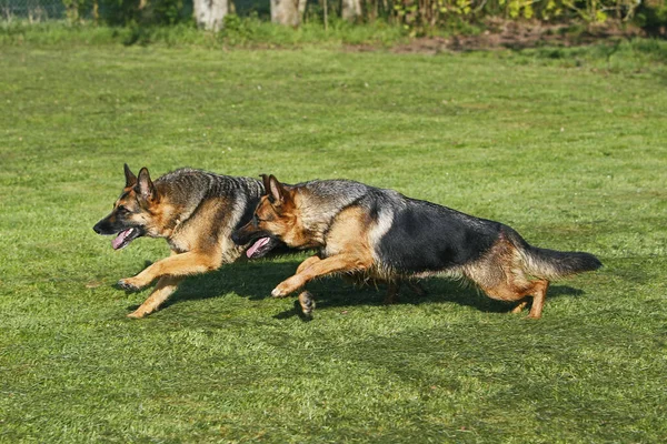 German Shepherd Dog Adults Running Lawn — Stock Photo, Image