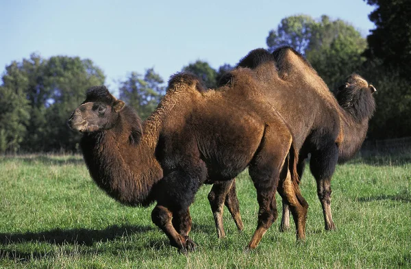 Camelo Bactriano Camelus Bactrianus — Fotografia de Stock