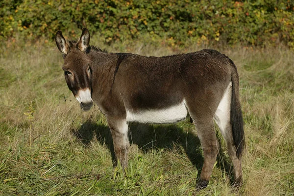 Normandie Donkey Přírodní Zázemí — Stock fotografie