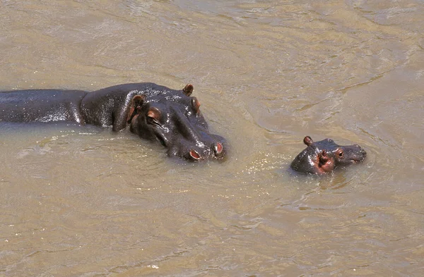 Hippopotame Hippopotame Amphibie Mère Avec Veau Debout Dans Rivière Masai — Photo