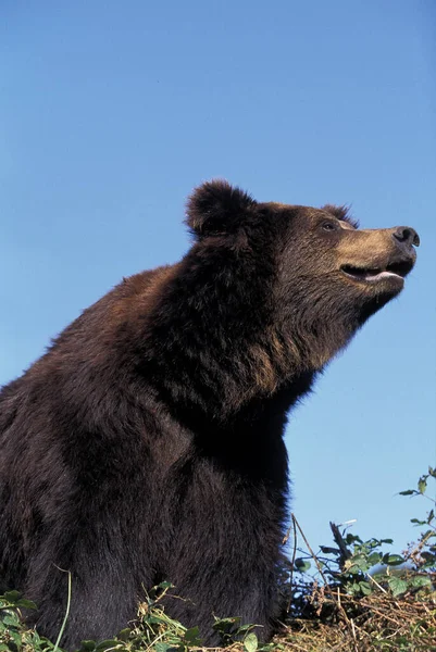 Brązowy Niedźwiedź Ursus Arctos — Zdjęcie stockowe