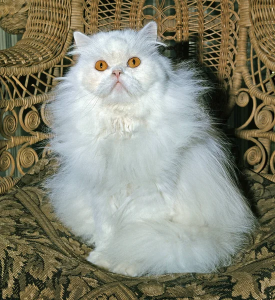 Witte Perzische Huiskat — Stockfoto