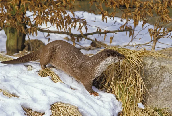 European Otter Lutra Lutra Standing Snow — Stock Photo, Image