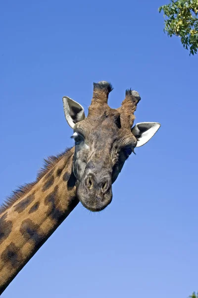 ロスチャイルドのキリンの肖像 Giraffa Camelopardalis Rothschildi — ストック写真