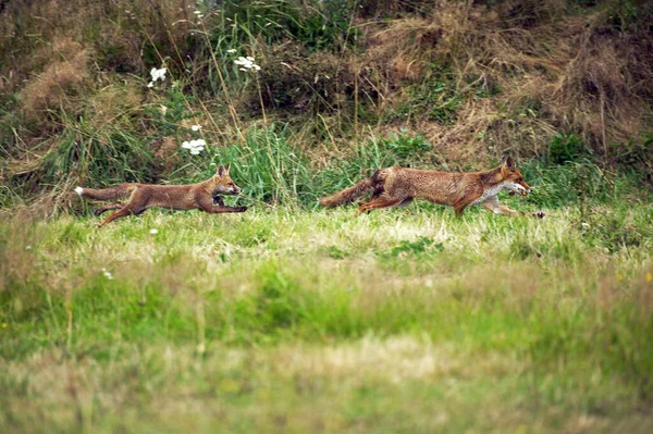 Raposa Vermelha Vulpes Vulpes Adultos Correndo Normandia — Fotografia de Stock