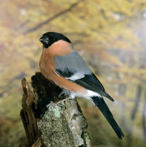 Bullfinch Pyrrhula Pyrrhula Masculino — Fotografia de Stock