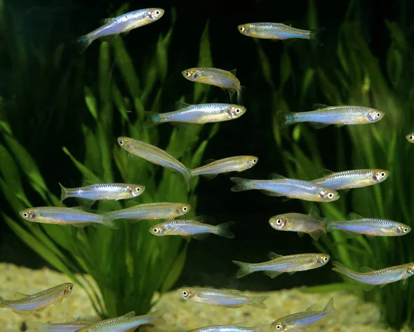 Pearl Danio Brachydanio Albolineatus — Stock Photo, Image