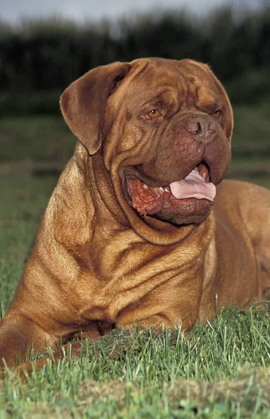 Bordeaux Mastiff Dog Dorosły Leżący Trawie — Zdjęcie stockowe