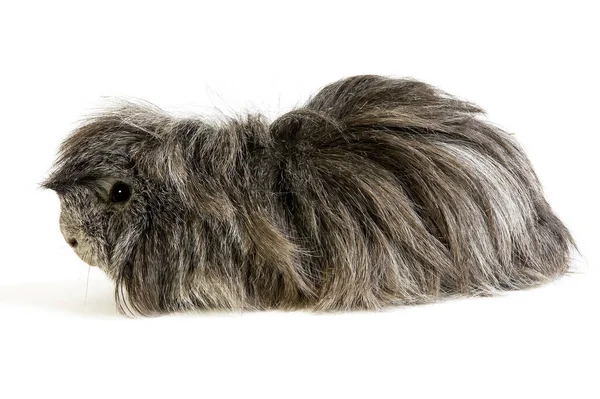 Cabelo Longo Guiné Porco Cavia Porcellus Contra Fundo Branco — Fotografia de Stock