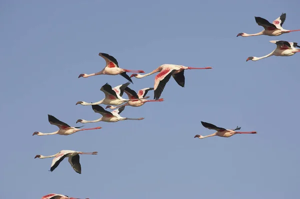 Lesser Flamingo Phoenicopterus Minor Group Flight Nakuru Lake Kenya — стокове фото