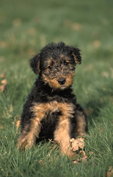 Airedale Terrier Dog Cachorro Sentado Hierba — Foto de Stock