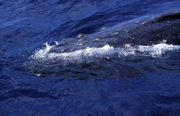 Baleia Humpack Megaptera Novaeangliae Topo Cabeça Alasca — Fotografia de Stock