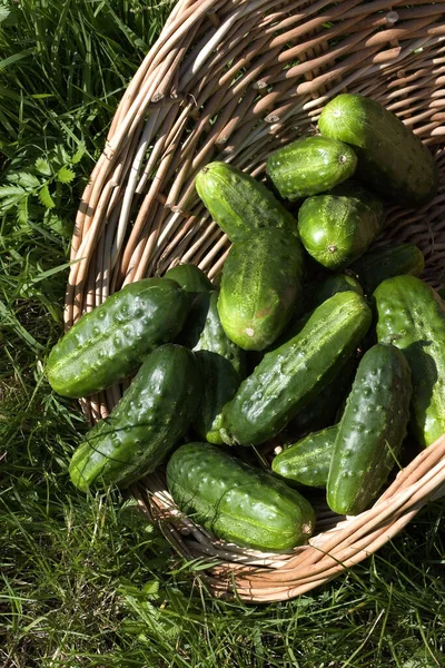 Gherkin Pickle Cucumis Sativus Horta Normandia — Fotografia de Stock