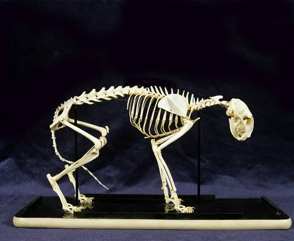 Skeleton Domestic Cat — Stockfoto