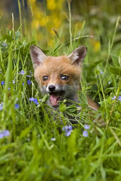 Raposa Vermelha Vulpes Vulpes Filhote Cachorro Com Flores Normandia — Fotografia de Stock