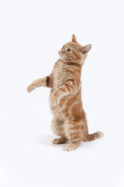 Червоний Таббі Домашній Кіт Кіттен Грає Проти Білого Фону — стокове фото