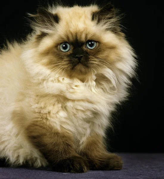 Colourpoint Persisk Inhemska Katt Kattunge Sittande Mot Svart Bakgrund — Stockfoto