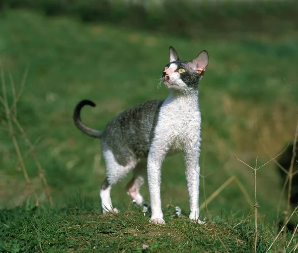 Cornish Rex Εγχώρια Γάτα — Φωτογραφία Αρχείου