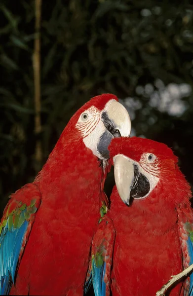 Red Green Macaw Ara Chloroptera Pair Courting — Stock Photo, Image