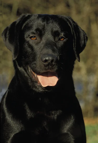 Portræt Sort Labrador Retriever Hund - Stock-foto