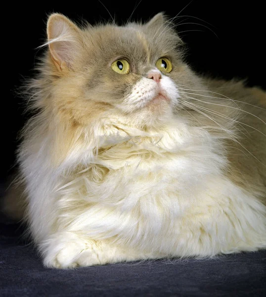 Tricolor Gato Doméstico Persa Que Coloca Contra Fundo Preto — Fotografia de Stock