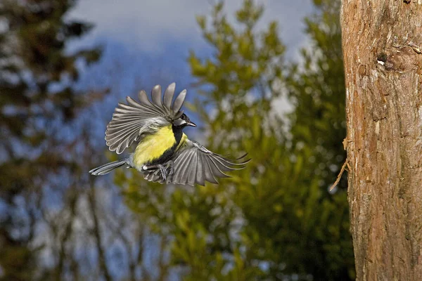 Kohlmeise Parus Major Männchen Flug Normandie — Stockfoto