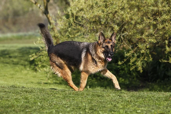 German Shepherd Dog Adult Running Lawn — стокове фото