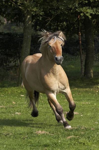 Noorse Fjord Horse Galloping Paddock — Stockfoto