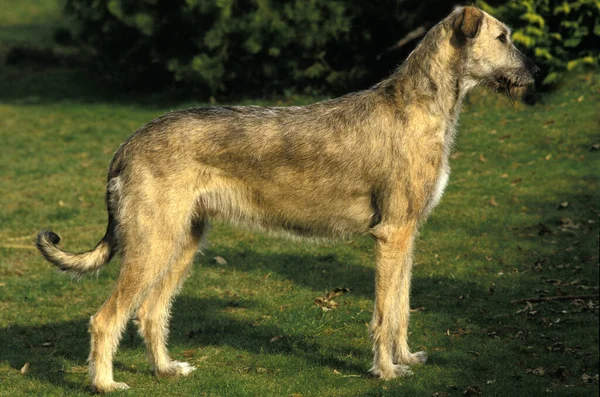 Irish Wolfhound Standing Lawn — Stock Photo, Image