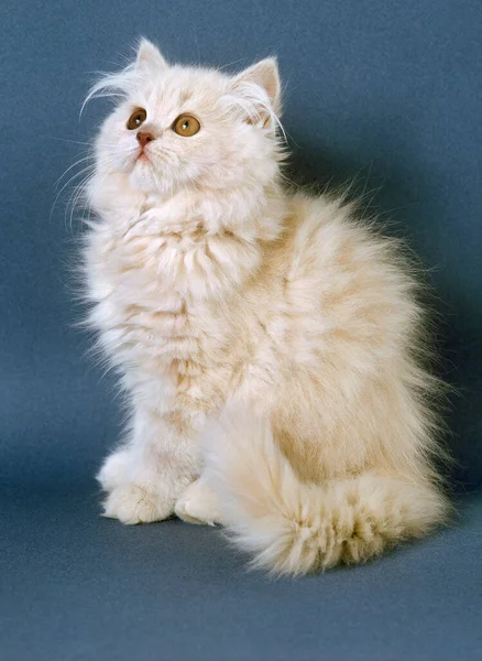 Creme Persische Hauskatze Kätzchen — Stockfoto