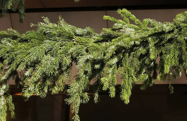 Branch Christmas Tree Elzász Franciaországban — Stock Fotó