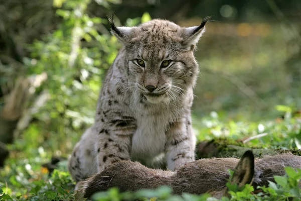 European Lynx Felis Lynx Kill Roe Deer — 스톡 사진