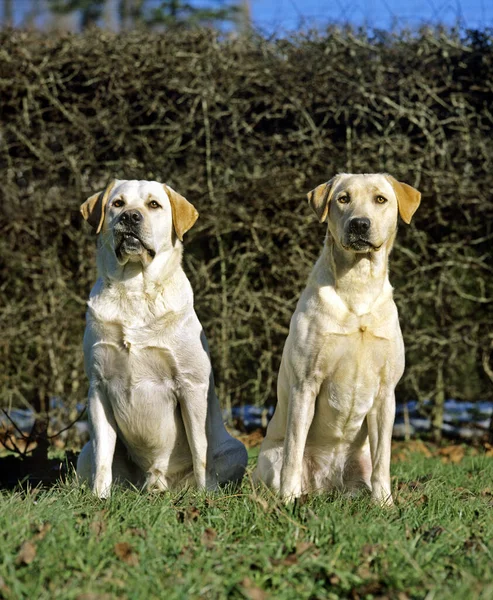 Žlutý Labrador Retrívr Pes Stojící Trávníku — Stock fotografie