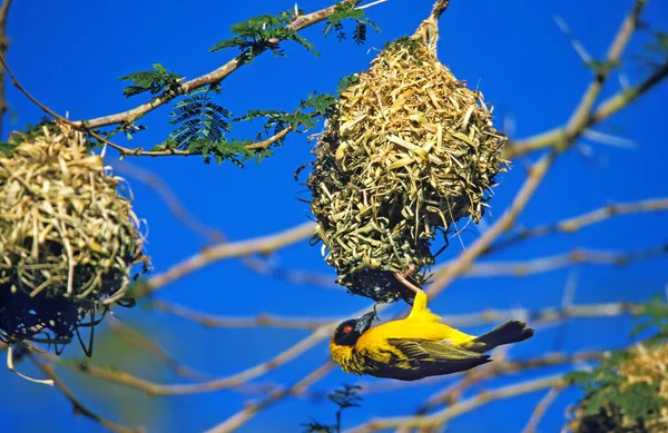 Village Weaver Ploceus Cucullatus Male Building Nest Tanzania — Stock Photo, Image