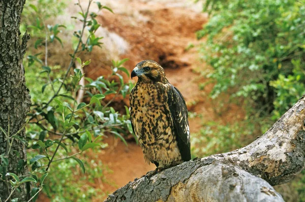 Galapagos Hawk Buteo Galapagoensis Felnőtt Galapagos Szigetek — Stock Fotó