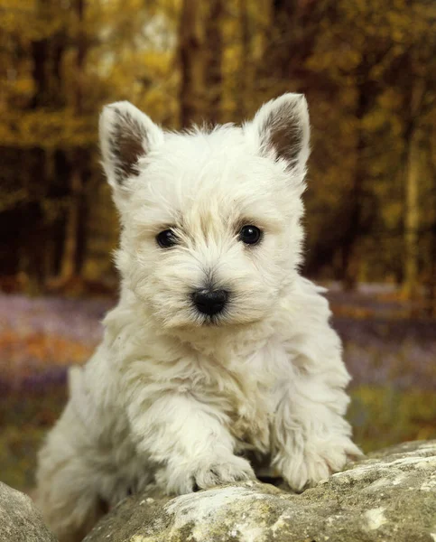 West Highland White Terrier Nebo Westy Štěně — Stock fotografie