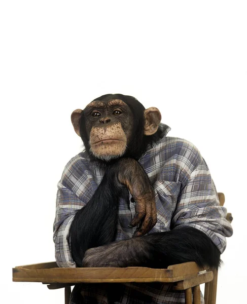 チンパンジー パントログロダイト ハイチェアに座っている人の服を持つ訓練された動物 — ストック写真